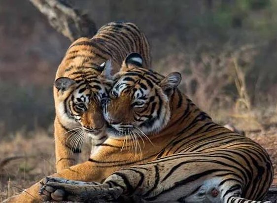 Golden Triangle Tour with Ranthambore